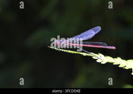 Grande demoiselle rouge (Pyrrhosoma nymphula), sur une feuille près d'un étang dans un jardin, regardant vers l'appareil photo, fond sombre, Wilnsdorf, Rhénanie-du-Nord-Westphalie Banque D'Images