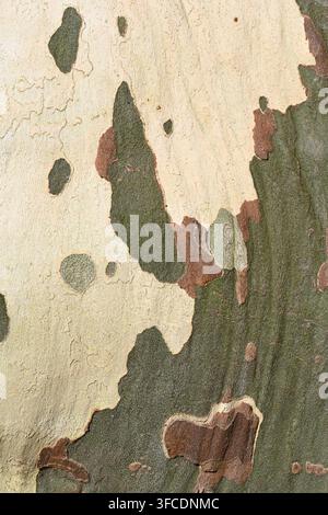 Motif abstrait d'écorce pelée du Platane commun, Platanus x acerifolia ou Platanus x hispanica, ou Platane hybride Banque D'Images