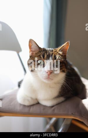 Chat domestique curieux aux yeux verts reposant sur un canapé, portrait rapproché d'animal avec mise au point sélective et lumière naturelle Banque D'Images