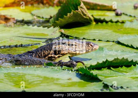 Varane d'eau asiatique (Varanus salvator) nageant dans un étang couvert de nénuphars à Singapour Banque D'Images