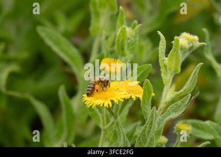 Abeille occidentale (Apis mellifera) collectant du pollen sur une fleur sauvage jaune vif à Norfolk, en Angleterre Banque D'Images