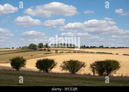 Vue sur les champs de maïs et la campagne, East Garston, Berkshire, Angleterre, Royaume-Uni Banque D'Images