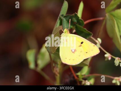 Papillon jaune nuageux, Colias croceus, Norfolk, Angleterre. Banque D'Images