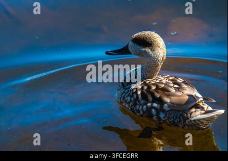 Canard calme glisse sur une eau bleu profond. Les plumes scintillent avec des tons bruns terreux. La tête du canard se tourne légèrement, observant les alentours. Les ondulations tourbillonnent doucement a Banque D'Images