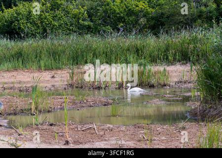 Un cygne sur un East Pond très asséché à RSPB Titchwell dans le Norfolk pendant l'été chaud de 2026. Voir 2DCDM0H pour le niveau d'eau normal. Banque D'Images