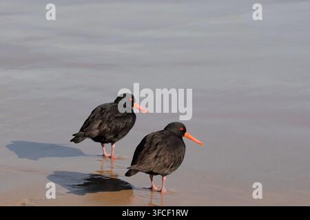 Une paire de huîtriers noirs sur la plage de Whisky Bay dans le parc national de Wilsons Promontory, Victoria, Australie. Banque D'Images