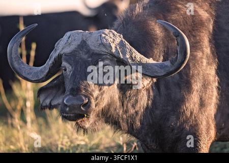 Portrait de buffle d'eau dans le delta de l'Okavango Banque D'Images