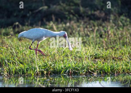 Hibou African cherchant de la nourriture dans les eaux peu profondes du delta de l'Okavango Banque D'Images