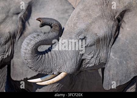 Éléphant bébé de profil avec la trompe enroulée sur la rivière Chobe Banque D'Images