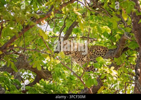 Léopard reposant dans la canopée des arbres du Botswana Banque D'Images