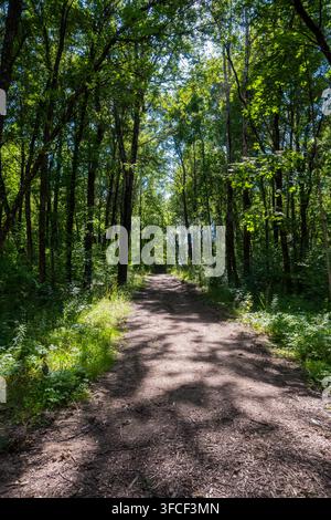 Un plan vertical d'un chemin forestier sinueux entouré de grands bouleaux et d'un feuillage estival vert. La lumière du soleil tamisée crée une atmosphère paisible et invitante Banque D'Images