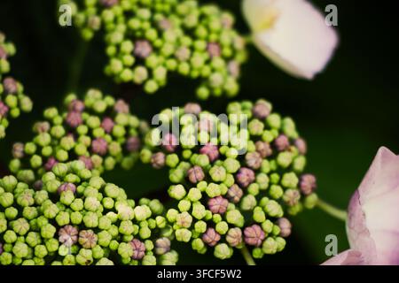 Macro d'minuscules boutons de fleur d'hydrangée à lances vertes et violettes regroupés sur un fond sombre flou Banque D'Images