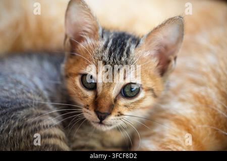 Portrait rapproché d'un chaton paisible reposant en sécurité sur le doux pelage de sa mère Banque D'Images