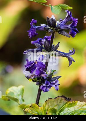 Fleurs violettes ornementales de fin d'été dans la Clématite heracleifolia 'China Purple', vivace et non grimpante Banque D'Images