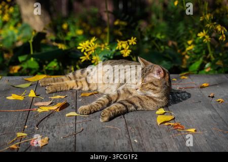 Chat tigré endormi allongé détendu sur une terrasse en bois parmi des feuilles d'automne jaunes tombées dans un jardin ensoleillé Banque D'Images