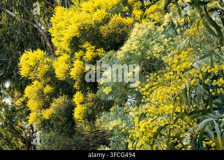 Wattles, Assortis Banque D'Images