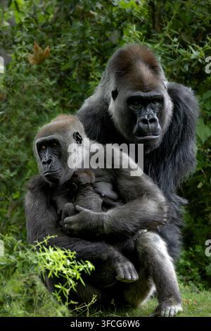 Le gorille des plaines de l'Ouest est la sous-espèce de gorille la plus courante élevée dans les zoos. Banque D'Images