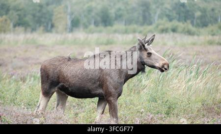 Un élan européen mâle (Alces alces) debout dans la bruyère en fleurs et l'herbe au bord d'une forêt de bouleaux, réserve naturelle de Lille Vildmose, Jutland, D Banque D'Images