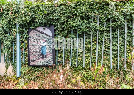Un treillis couvert de lierre dans le jardin du Musée de l'École de Nancy sur la Rue de l'Octroi à Nancy, Grand Est, France, affiche une photographie encadrée d'une personne tenant un panier de récolte devant un espalier Banque D'Images