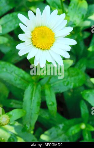 Un marguerite (également connu sous le nom de leucanthème vulgaire, marguerite des champs, marguerite blanche, marguerite) à l'ombre avec des gouttes de pluie sur ses pétales et ses feuilles. Banque D'Images