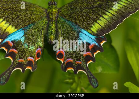 Photographie macro en gros plan d'un papillon paon marqué « woolly » (Papilio polyctor) montrant les ailes postérieures partiellement ouvertes peu après son émergence. Banque D'Images