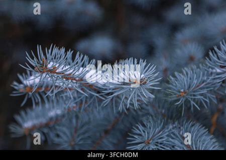 Close up d'aiguilles de sapin bleu recouvertes de givre blanc et de neige. Détails nets des textures glacées sur les branches de conifères devant un fond sombre flou Banque D'Images