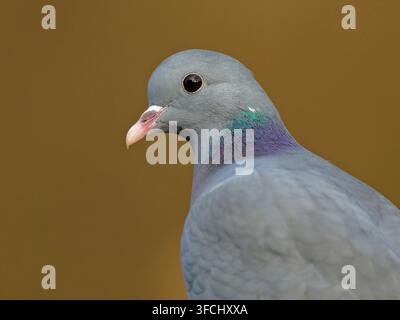 Colombe domestique Columba oenas, gros plan d'un adulte, The Wirral, Royaume-Uni, janvier Banque D'Images