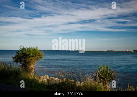Jeunes palmiers sur le rivage des Nothe Gardens surplombant les brise-lames du Portland Harbour, Weymouth, Dorset, Angleterre. Banque D'Images