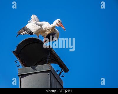 Deux cigognes blanches se tiennent étroitement l'une contre l'autre sur le sommet d'un cheminée contre un ciel bleu vif. Leurs corps blancs qui se chevauchent, leurs plumes noires d'ailes et leurs longues pattes rouges Banque D'Images