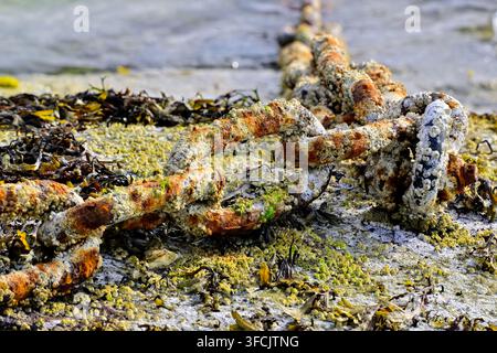 Une chaîne en acier fixée à une roche sur une plage de marée pour maintenir un bateau à quai sur l'île de Vancouver, Colombie-Britannique, Canada Banque D'Images
