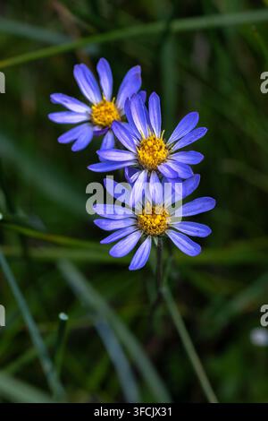 Aster de Douglas (Symphyotrichum subspicatum) dans le parc national volcanique de Lassen Banque D'Images
