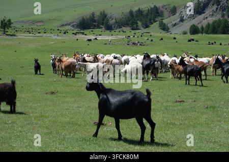 Vallée de l'Orkhon, Mongolie - 5 août 2026 : Une chèvre noire se tient devant un troupeau de bétail paissant dans une vallée. Banque D'Images