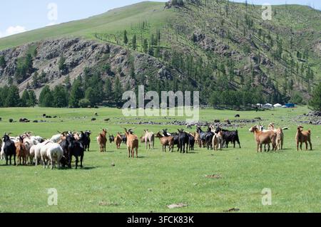 Vallée de l'Orkhon, Mongolie - 5 août 2026 : Des moutons et des chèvres paissent ensemble dans une vallée de montagne. Banque D'Images