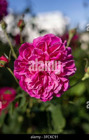 Gros plan d'une rose de jardin rose en pleine floraison avec des feuilles vertes en arrière-plan Banque D'Images