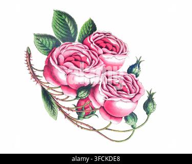 Illustration de roses, peinture à l'aquarelle de roses isolées sur fond blanc Banque D'Images