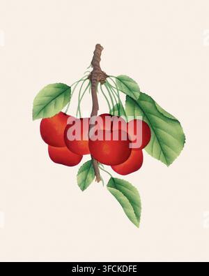Illustration de cerises, peinture à l'aquarelle de cerises isolées sur un fond beige clair Banque D'Images