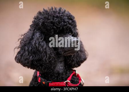 Portrait rapproché d'une adorable tête et d'un museau de caniche noir regardant sur le côté, à l'extérieur, dans un parc automnal. Style de vie Banque D'Images