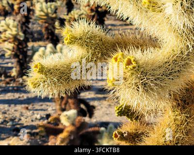 Grossissement d'un cactus du désert densément épineux avec plusieurs boutons floraux à Joshua Tree, Californie, États-Unis. Banque D'Images