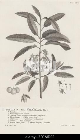 Kiggelaria africana, Kiggelaria : mas. Hort. Cliff. 462. sp. 1, estampe, illustration de livre, marqué en haut à droite : TAB : XXIX., graveur : Jan Wandelaar, Warmond, d'après un dessin de Georg Dionys Ehret, 1738, papier, eau-forte, impression typographique, eau-forte et typographie, hauteur 289 mm x largeur 222 mm, fleurs, plantes et herbes., Une gravure botanique détaillée en noir et blanc d'une plante haute avec une tige centrale droite et de nombreuses feuilles allongées et dentelées disposées alternativement le long de la tige, avec des grappes de petites fleurs en forme de cloche suspendues près du milieu ; de petits dessins botaniques supplémentaires entourent le Banque D'Images