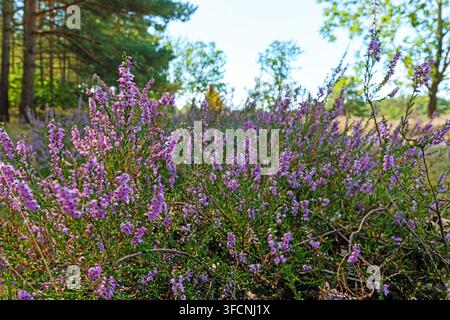 Violettes bruyère commune en fleur sur une lande estivale avec des arbres et une forêt en arrière-plan. Banque D'Images