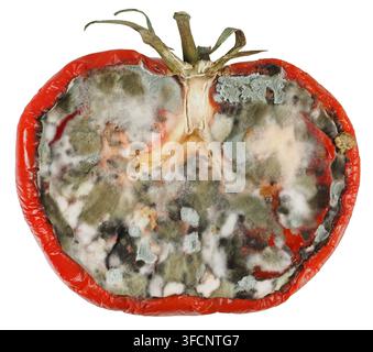 Moitié de tomate moissie isolée sur fond blanc Banque D'Images