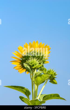 Vue en contre-plongée d'un tournesol en fleurs et de boutons verts sur un fond de ciel bleu clair. Banque D'Images