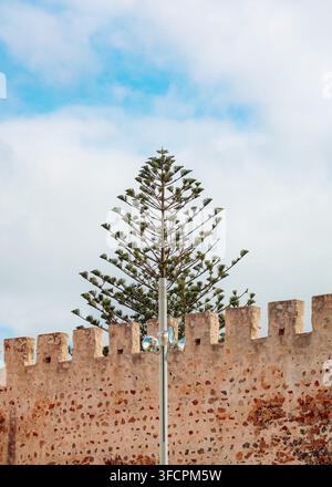Pinède haute s'élevant au-dessus d'un mur de pierre historique Banque D'Images