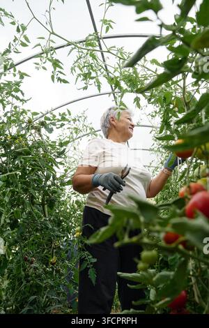 Femme âgée satisfaite récoltant des tomates mûres dans une serre Banque D'Images