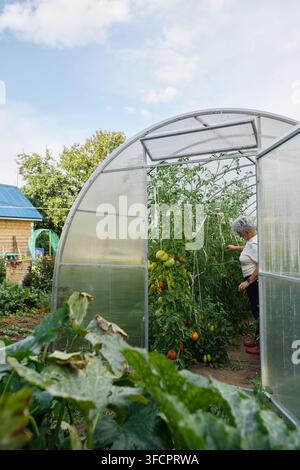 Sénior vérifiant des plants de tomates dans une serre de jardin Banque D'Images