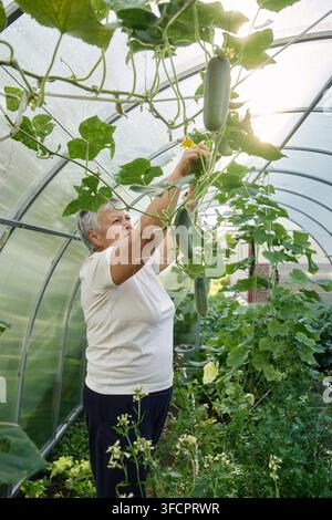 Une femme âgée récolte des concombres frais dans une serre de jardin Banque D'Images