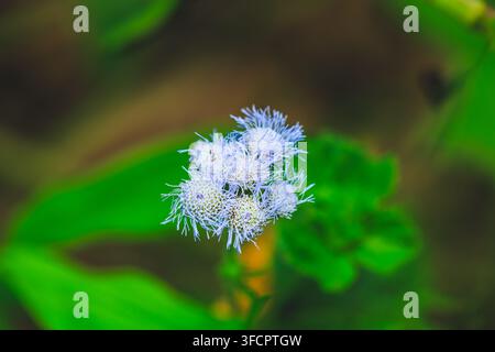 Prise de vue macro d'une fleur de mist (Ageratum) douce et bleue en fleurs avec un fond de feuilles vert vif Banque D'Images