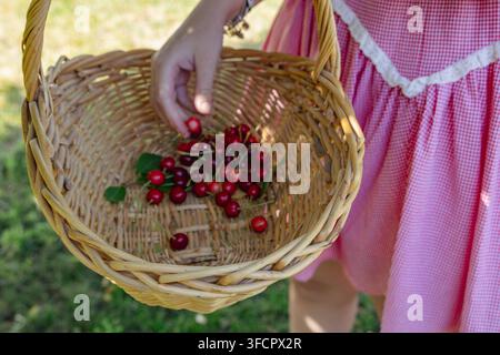 Fille cueillant des cerises dans un panier en osier par une journée d'été ensoleillée Banque D'Images