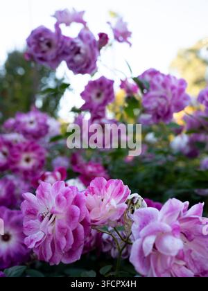 De belles roses violettes et blanches en fleurs dans un jardin verdoyant Banque D'Images