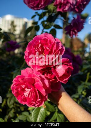 Gros plan d'une main tenant des roses de jardin d'un rose éclatant Banque D'Images